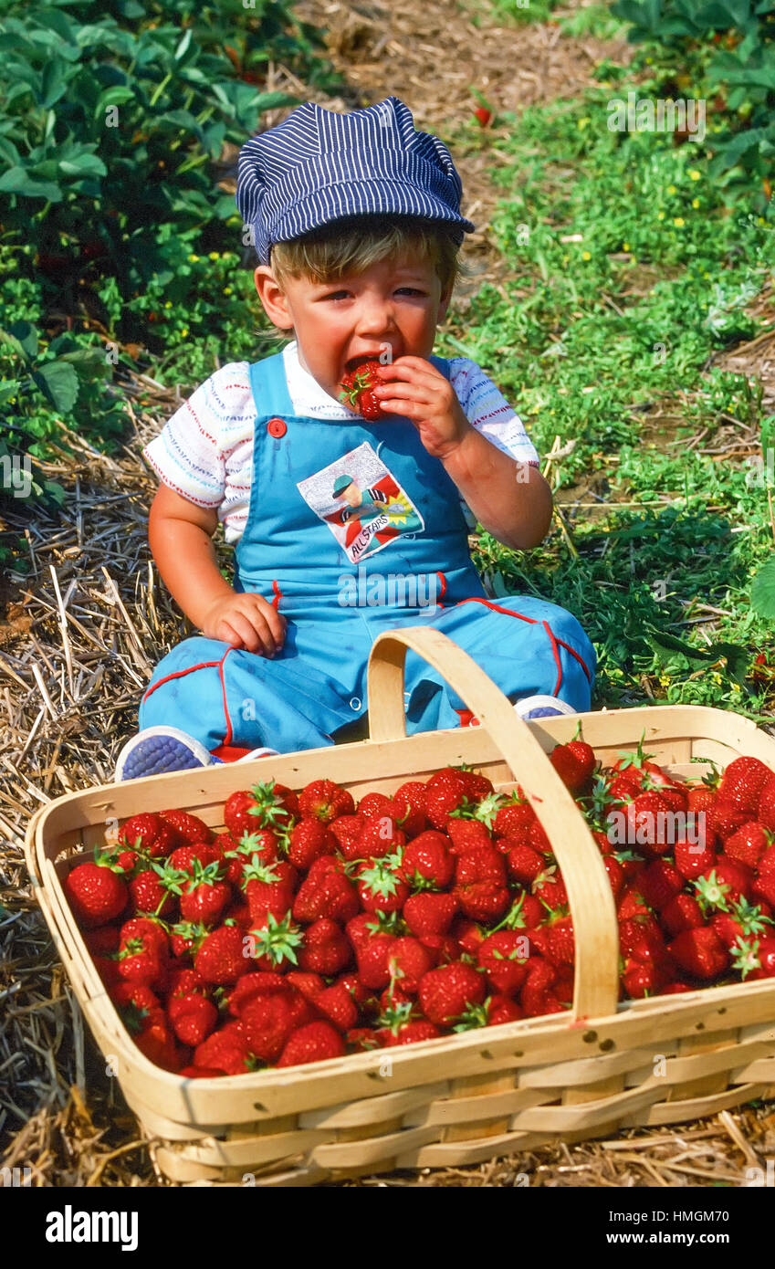 Un bimbo di 2 anni che indossa un conduttore del treno del cappello si  siede vicino a un grande cesto di fragole munching su una succosa berry su  un Berry Farm di
