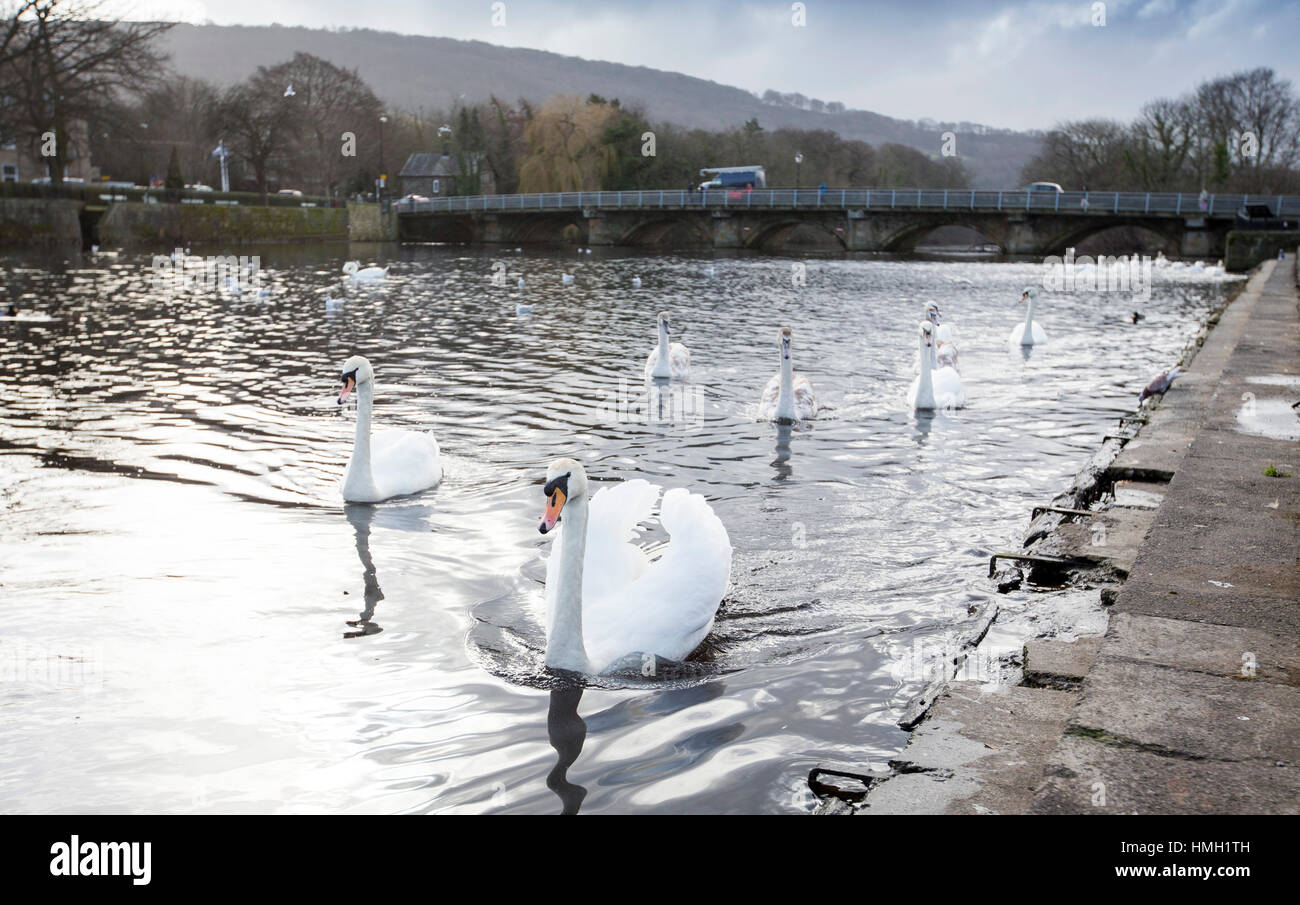 Otley, nello Yorkshire, Regno Unito. 3 febbraio, 2017. Regno Unito Meteo. La flottiglia di cigni sul fiume Wharfe come aria di tempesta il venerdì a Otley, nello Yorkshire, Regno Unito. 3 febbraio, 2017. Regno Unito Meteo. Otley è una città di mercato e parrocchia civile in corrispondenza di un punto a ponte sul fiume Wharfe nella città di Leeds Metropolitan Borough nel West Yorkshire, Inghilterra. Storicamente una parte del West Riding of Yorkshire, la popolazione era 13,668 al censimento 2011. Credito: Windmill Immagini/Alamy Live News Foto Stock