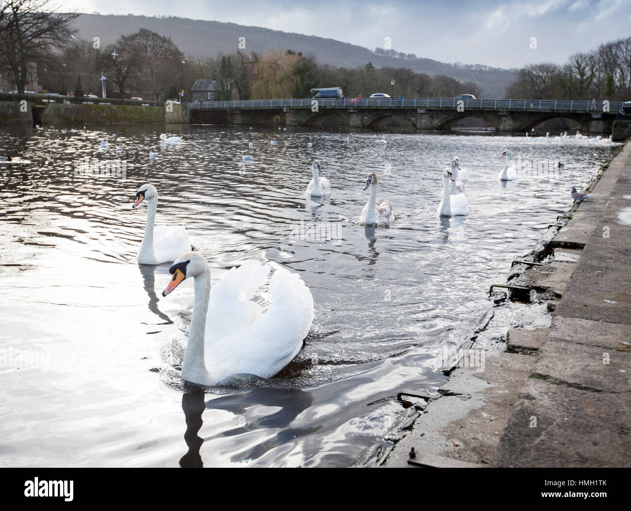 Otley, nello Yorkshire, Regno Unito. 3 febbraio, 2017. Regno Unito Meteo. La flottiglia di cigni sul fiume Wharfe come aria di tempesta il venerdì a Otley, nello Yorkshire, Regno Unito. 3 febbraio, 2017. Regno Unito Meteo. Otley è una città di mercato e parrocchia civile in corrispondenza di un punto a ponte sul fiume Wharfe nella città di Leeds Metropolitan Borough nel West Yorkshire, Inghilterra. Storicamente una parte del West Riding of Yorkshire, la popolazione era 13,668 al censimento 2011. Credito: Windmill Immagini/Alamy Live News Foto Stock