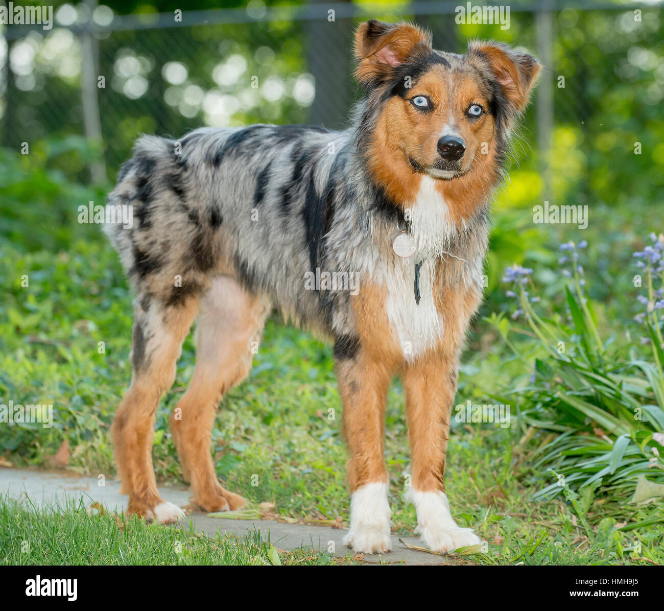 Bella blu eyed tri-colore merle Australian Shepherd Shepard Aussie cane con piedi bianco esterno con verde Foto Stock