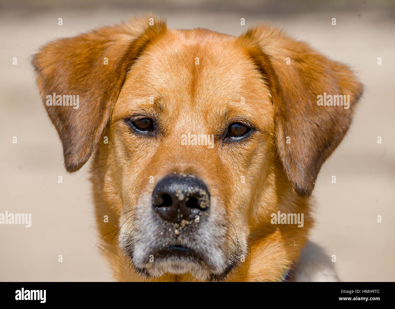 Bello adorabili rosso marrone lab mix shelter rescue dog poste al sole sulla spiaggia. Stretto headshot ritratto. La sabbia sul naso e sabbiosa e background. Foto Stock