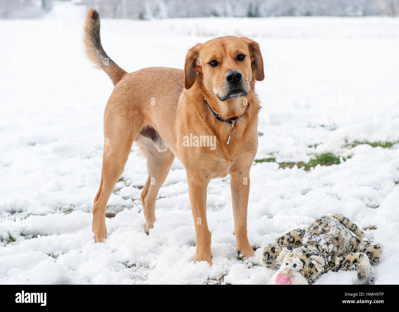 Bello di razza mista marrone rosso cane in piedi accanto ad animali impagliati in scena innevato con in alto la coda e le orecchie indietro Foto Stock