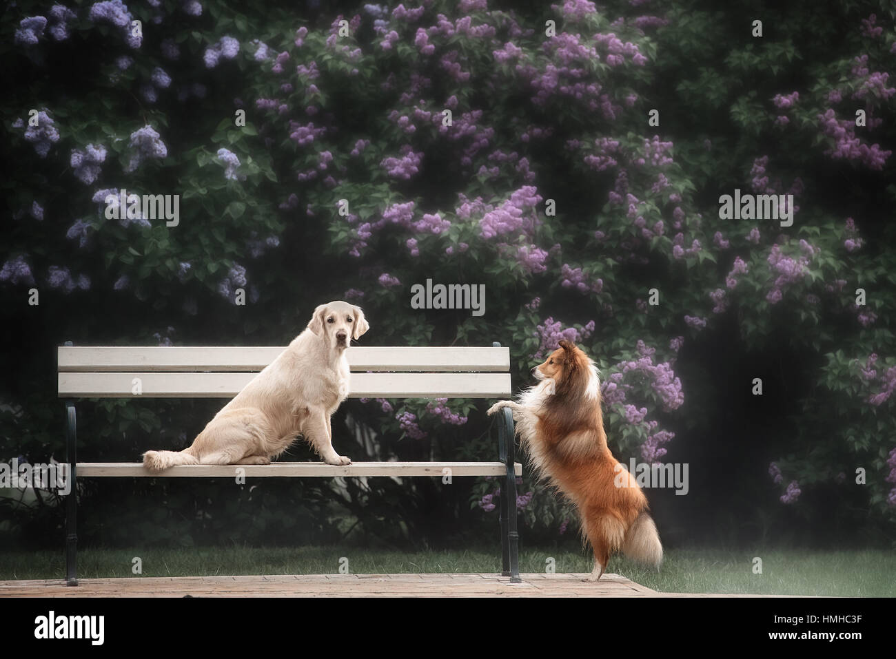 La storia di amore di due cani Foto Stock