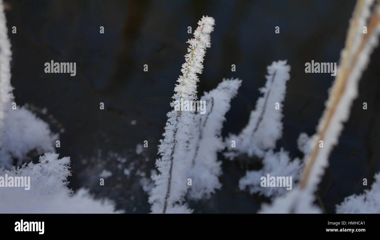 Congelati erba che scorre il flusso di foresta paesaggio invernale della natura Foto Stock