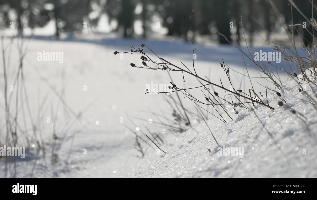 Erba secca in inverno la neve paesaggio forestale della natura Foto Stock