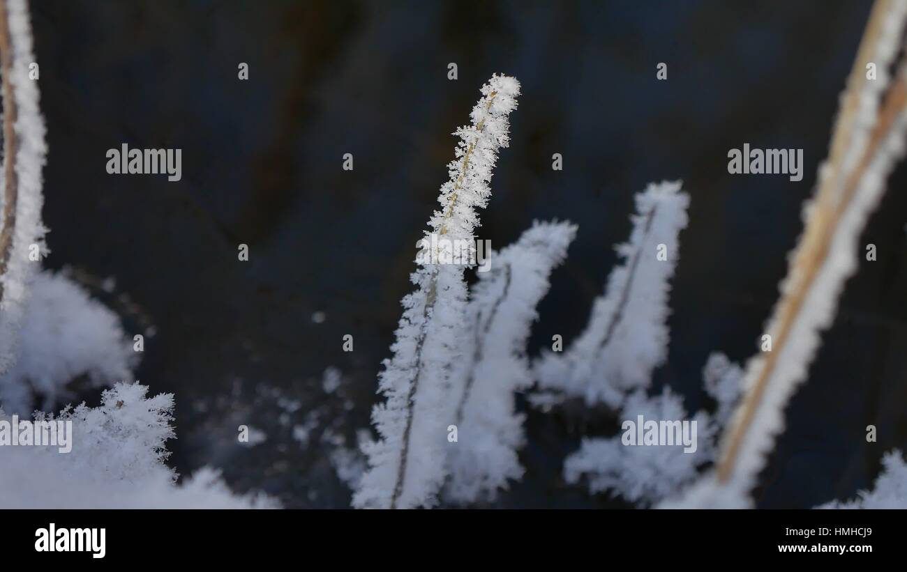 Congelati erba che scorre il flusso di foresta paesaggio invernale della natura Foto Stock