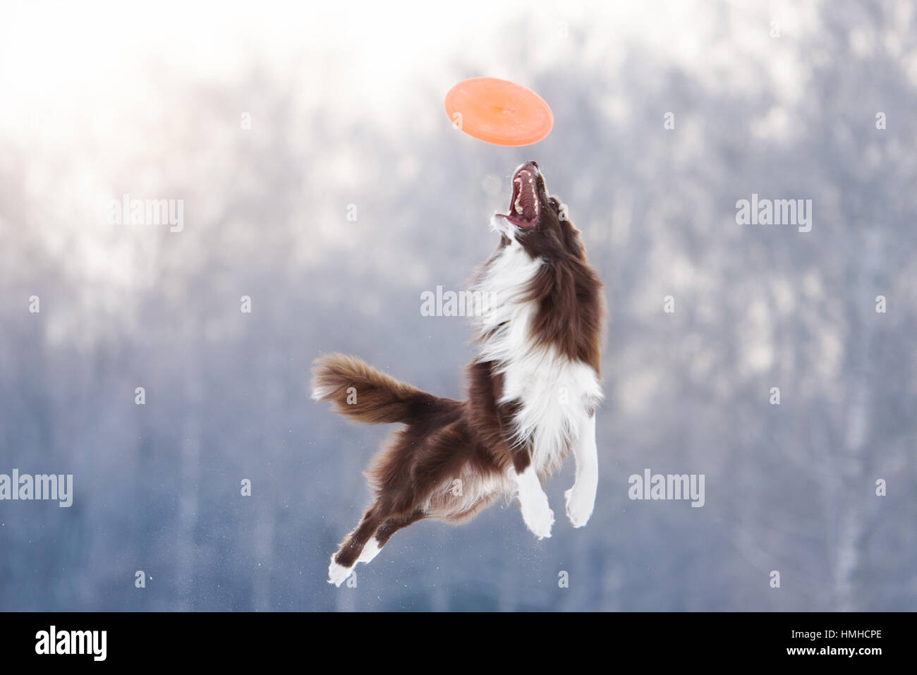 Border Collie in un disco volante in aria Foto Stock