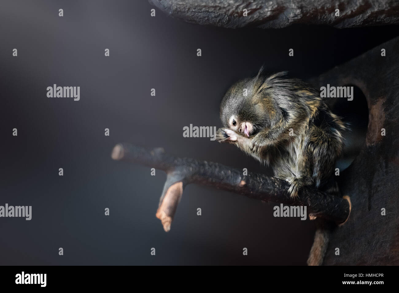 Il cotone-top tamarin scimie Foto Stock