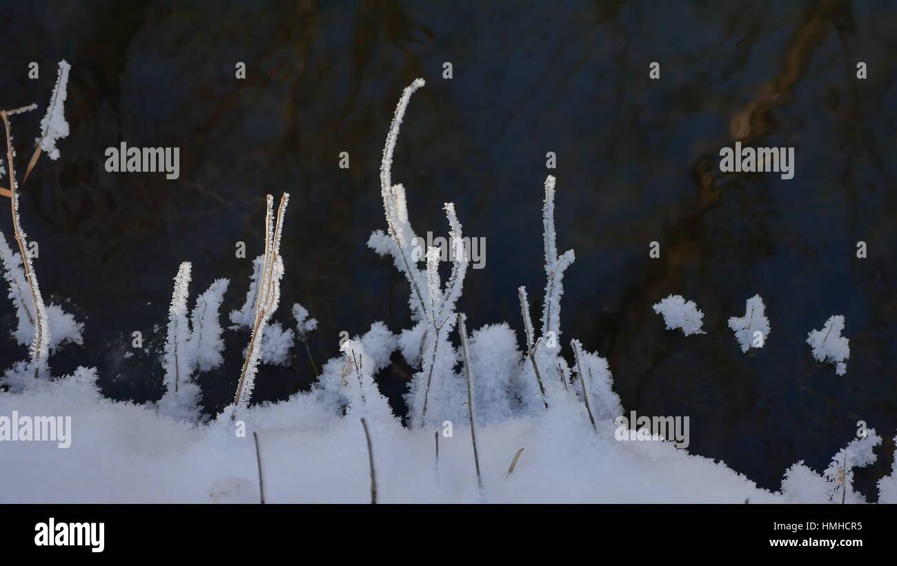 Congelati erba che scorre il flusso di foresta inverno il paesaggio della natura Foto Stock