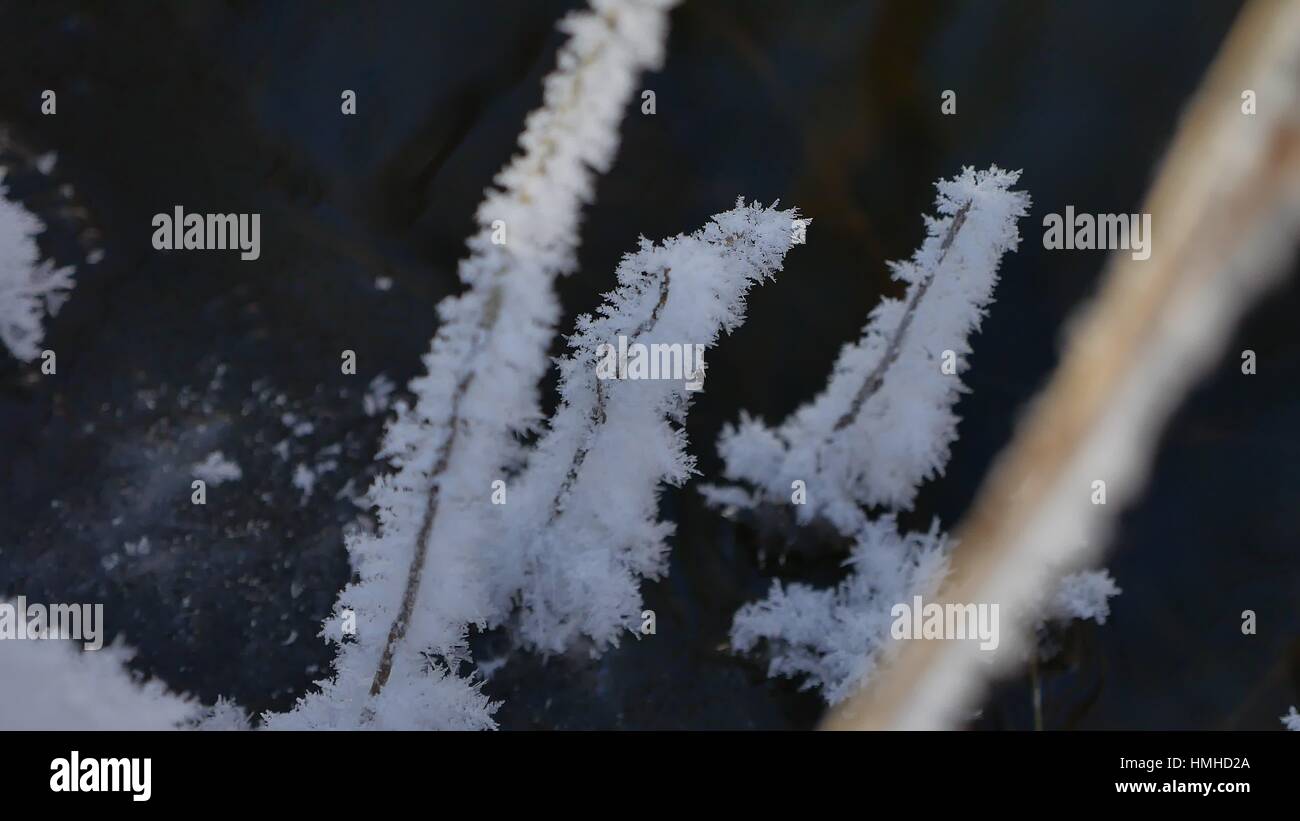 Congelati erba che scorre il flusso di foresta paesaggio inverno la natura Foto Stock