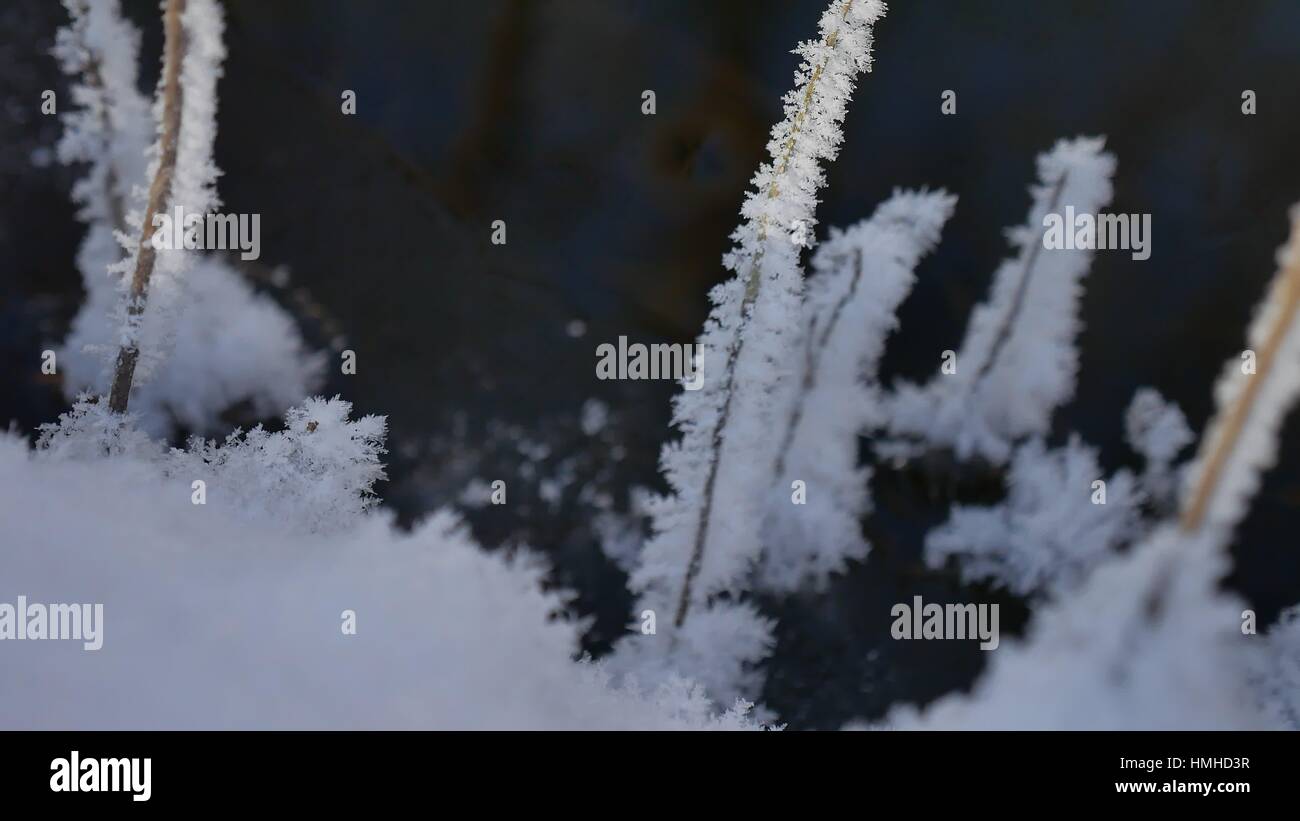 Congelati erba che scorre il flusso di foresta paesaggio invernale della natura Foto Stock