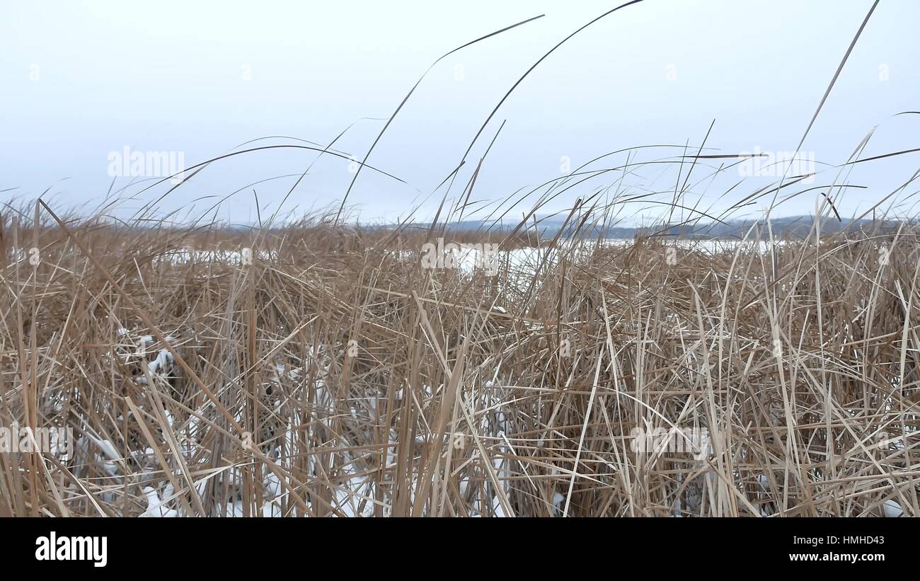 Asciugare l'erba marsh natura invernale reed bellissimo paesaggio Foto Stock
