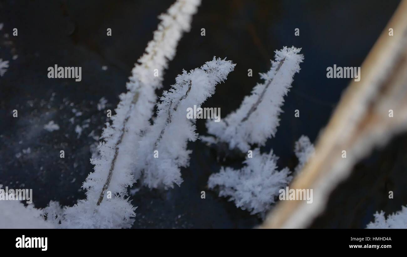 Congelati erba che scorre il flusso di foresta paesaggio inverno la natura Foto Stock
