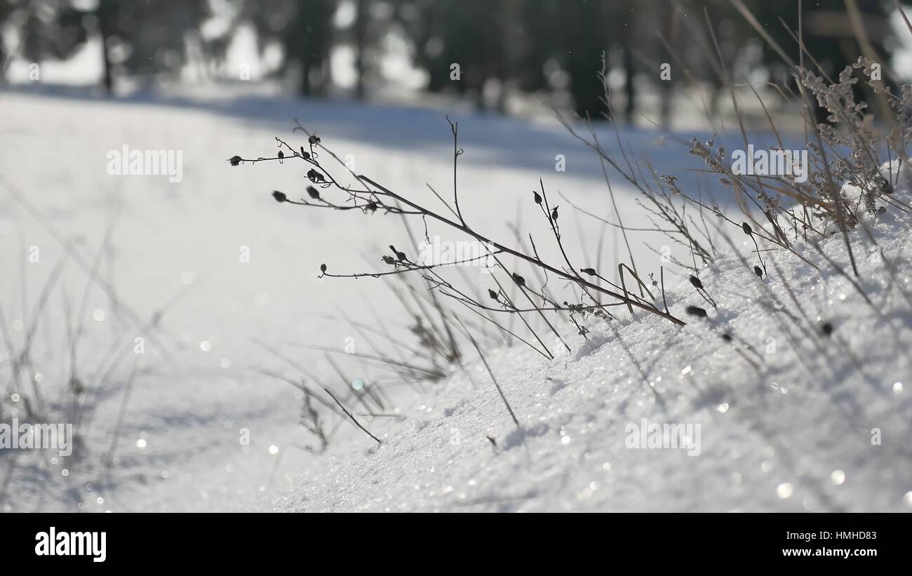 Erba secca in inverno la neve paesaggio forestale della natura Foto Stock
