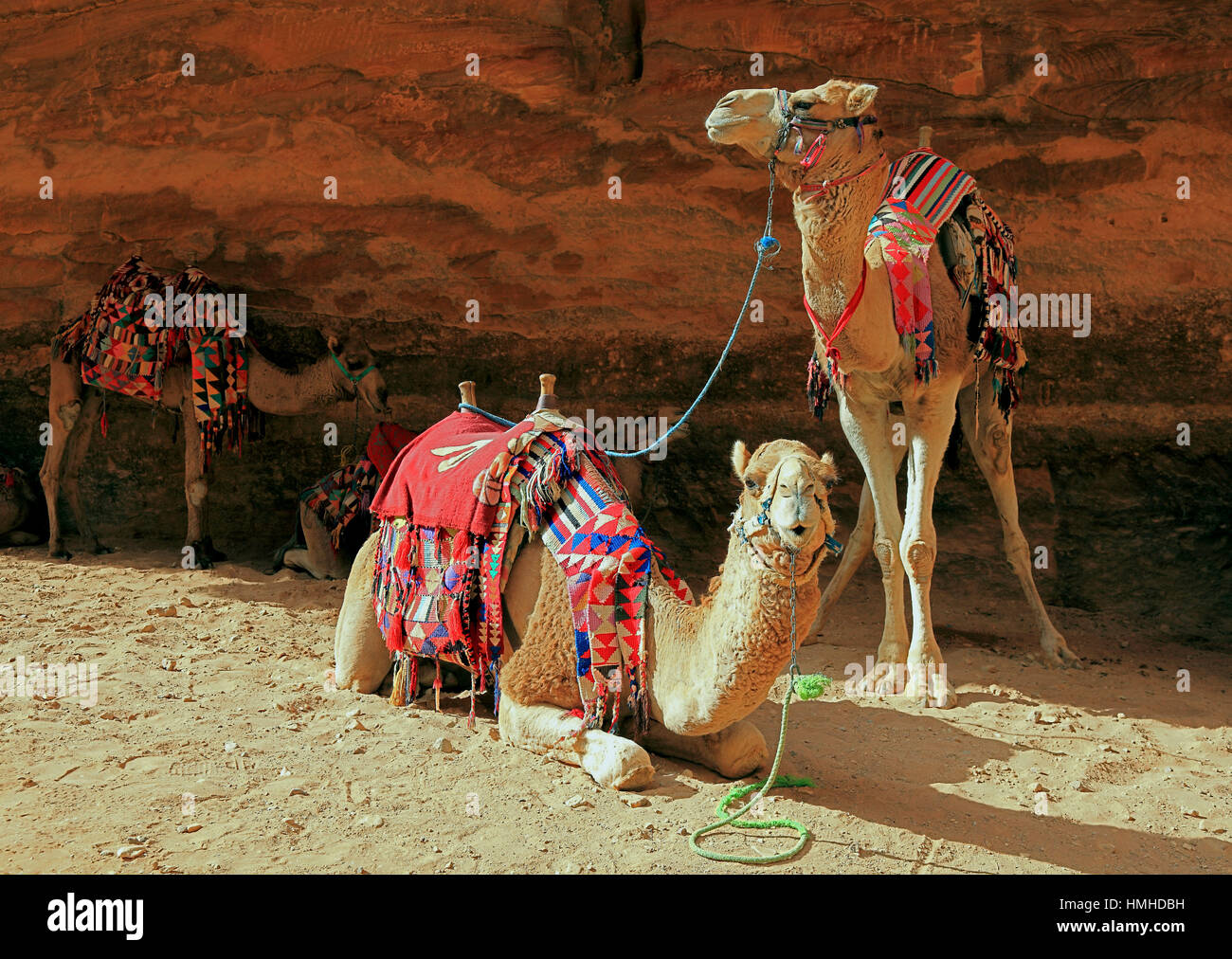 Cavalcare cammelli, abbandonato rock city Petra, al-Batra, capitale del regno delle Nabataeans, Giordania, patrimonio culturale mondiale dell UNESCO Foto Stock