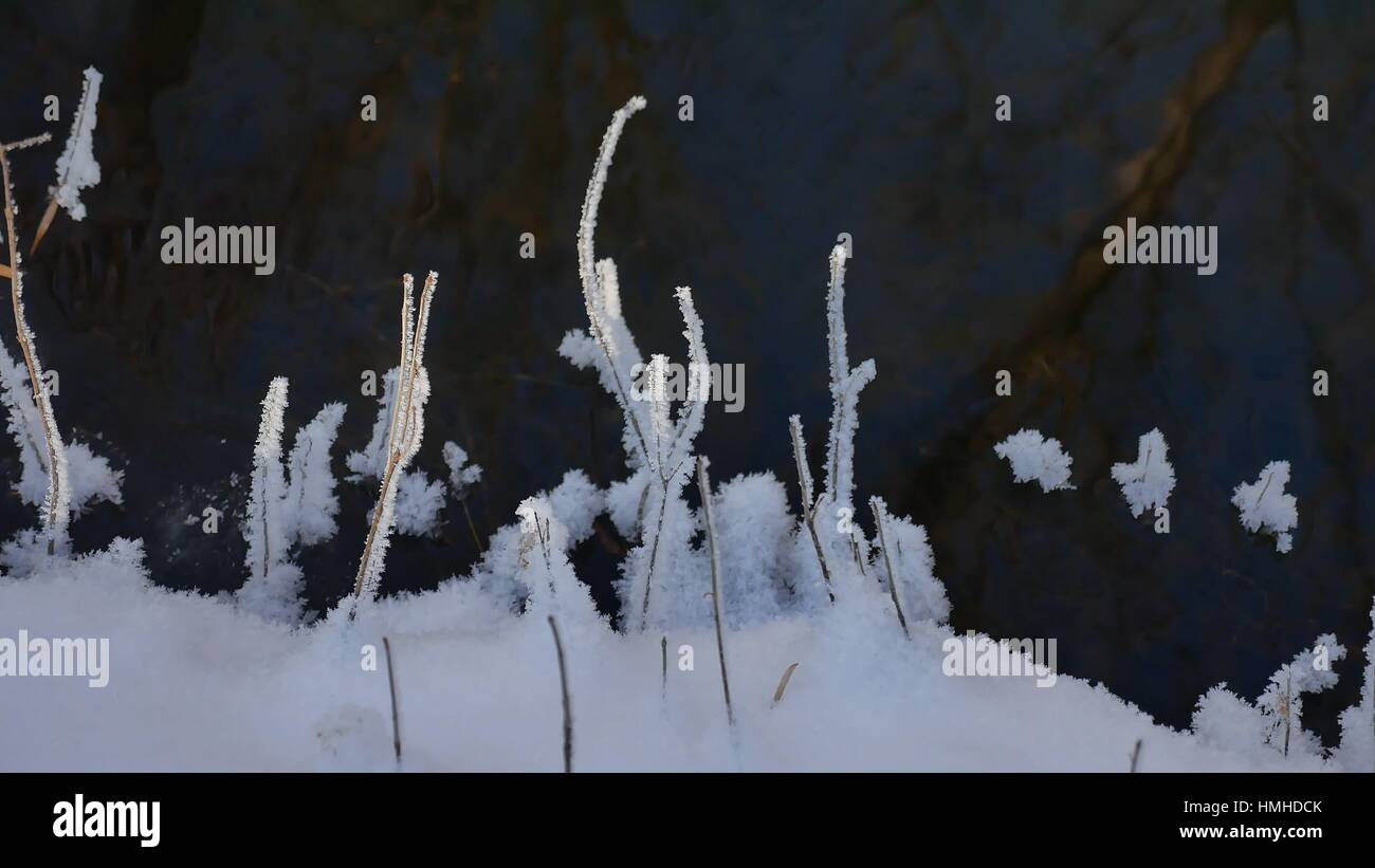 Congelati erba che scorre il flusso di foresta inverno il paesaggio della natura Foto Stock
