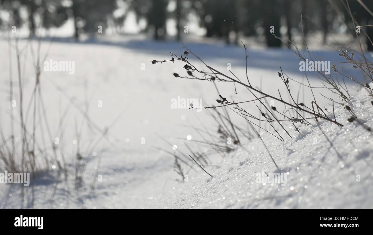 Erba secca in inverno la neve paesaggio forestale della natura Foto Stock