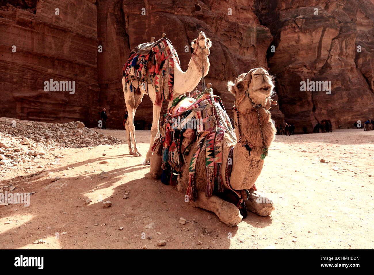 Cavalcare cammelli, abbandonato rock city Petra, al-Batra, capitale del regno delle Nabataeans, Giordania, patrimonio culturale mondiale dell UNESCO Foto Stock