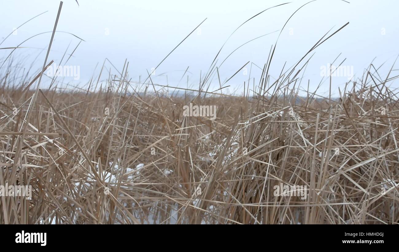 Asciugare l'erba marsh inverno natura reed bellissimo paesaggio Foto Stock