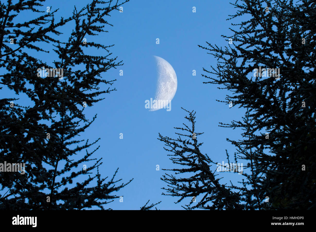 Luna shot attraverso gli alberi in condizioni di luce diurna Foto Stock