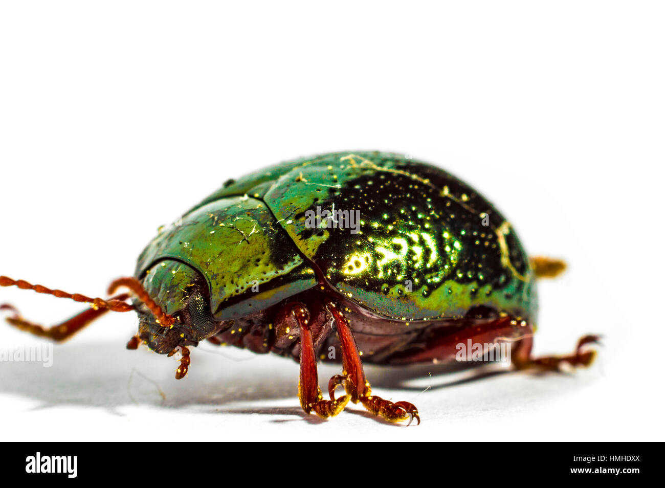 Verde, rosso e arancione beatle macro Foto Stock