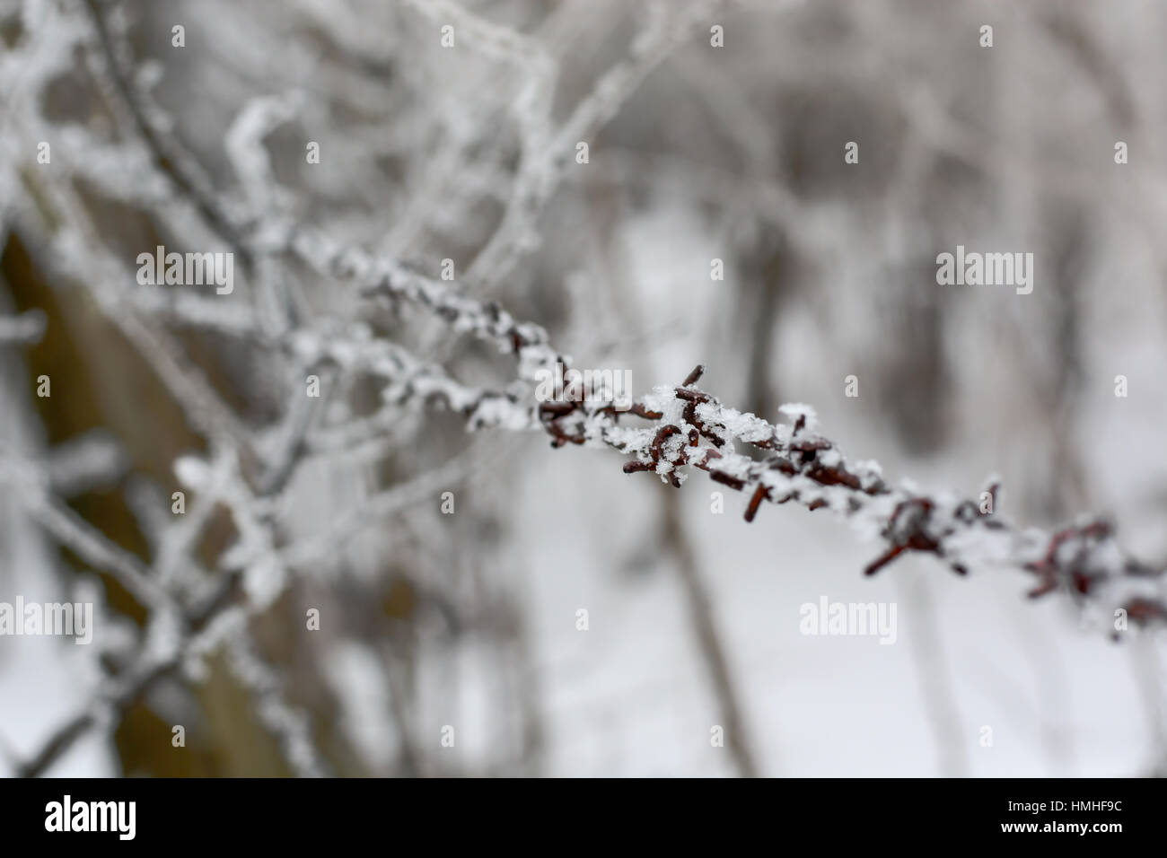 Close-up di filo spinato in inverno con neve Foto Stock