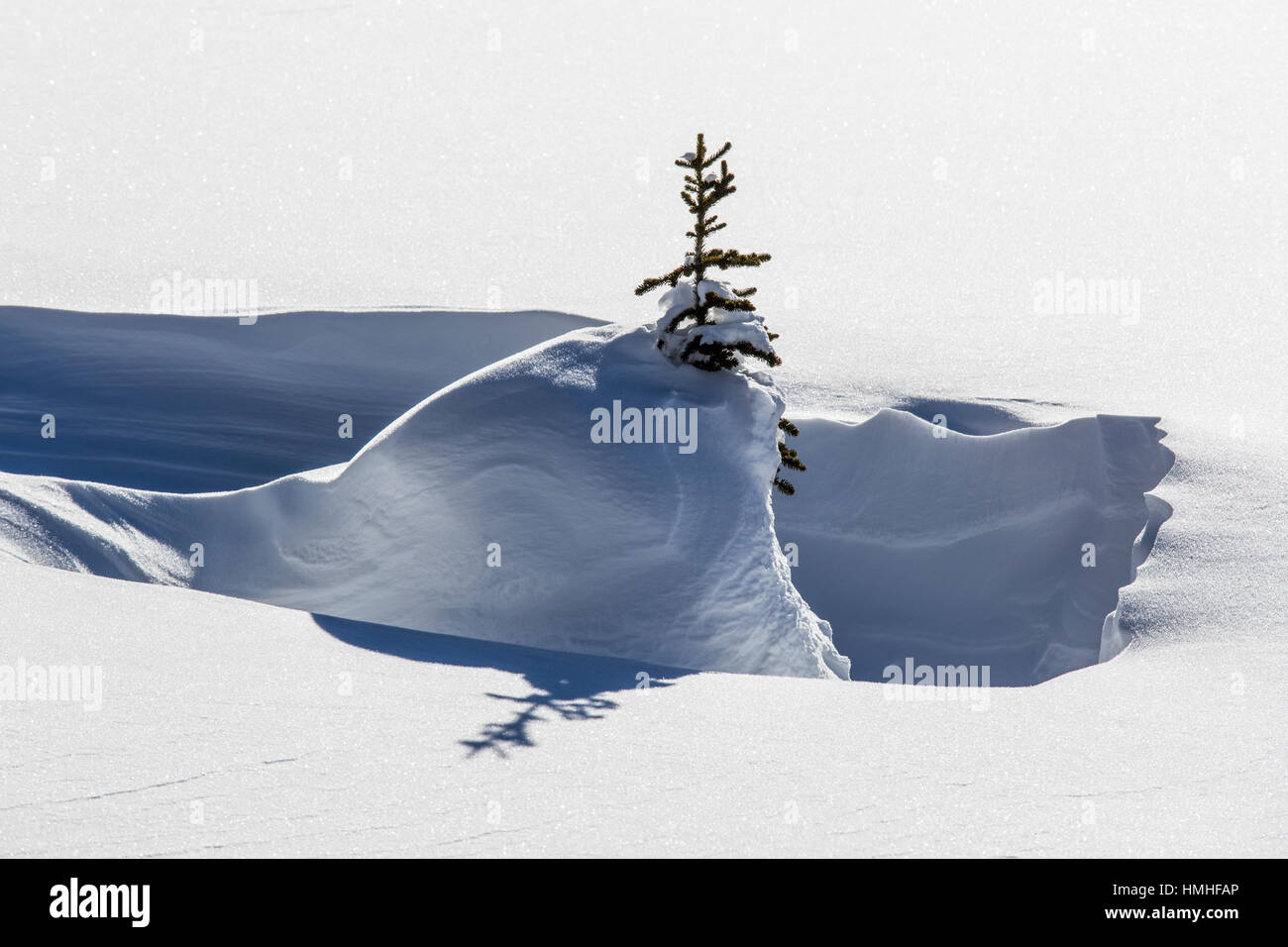 Paesaggio Innevato; coperta di neve albero; Esplanade gamma; Selkirk gamma; British Columbia; Canada Foto Stock