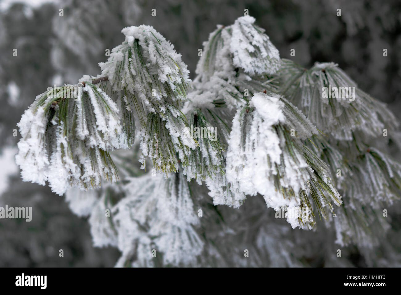 Coperta di neve pino rami vicino di rami di pino con la neve Foto Stock