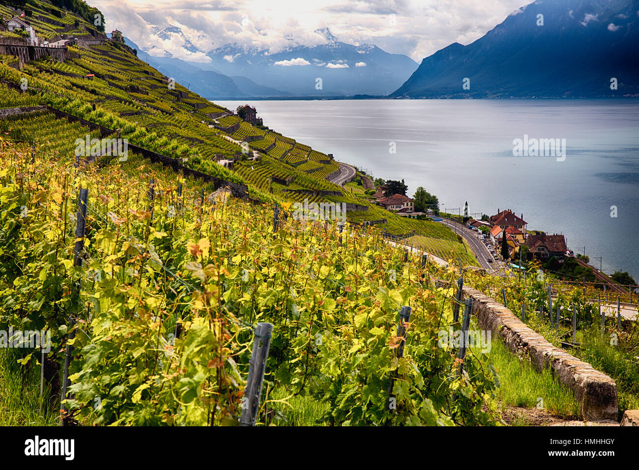 Viti su un vigneto terrazzato che si affaccia sul Lago di Ginevra, vigneto di Lavaux, Canton Vaud, Svizzera Foto Stock