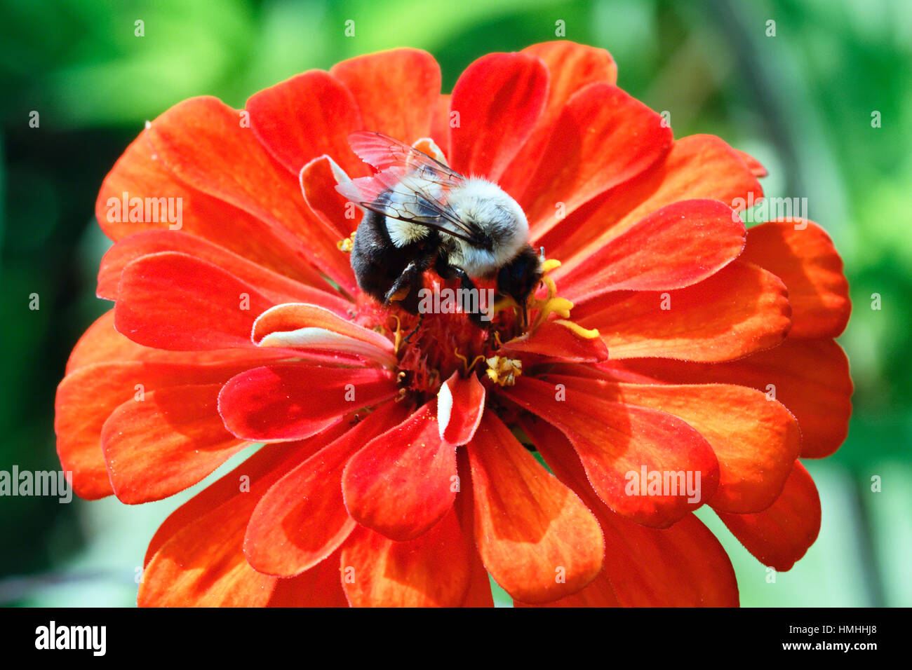 Vista ravvicinata di un miele delle api Pollenating un rosso Zinnia fiore Foto Stock