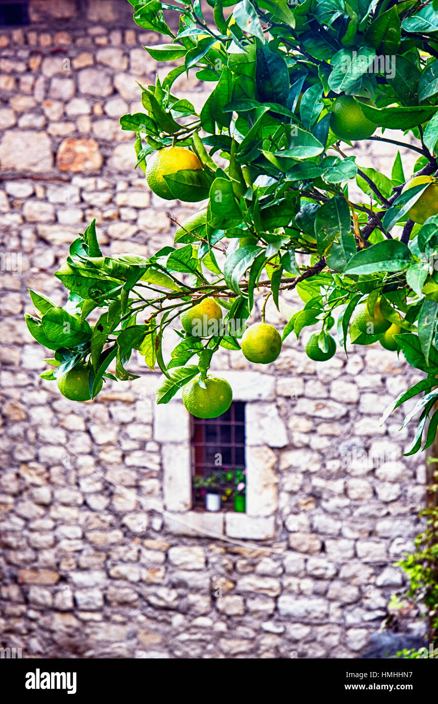 Chiudere uUp vista di agrumi su una struttura ad albero con un antico edificio in pietra in th e sfondo, Lazio, Italia Foto Stock