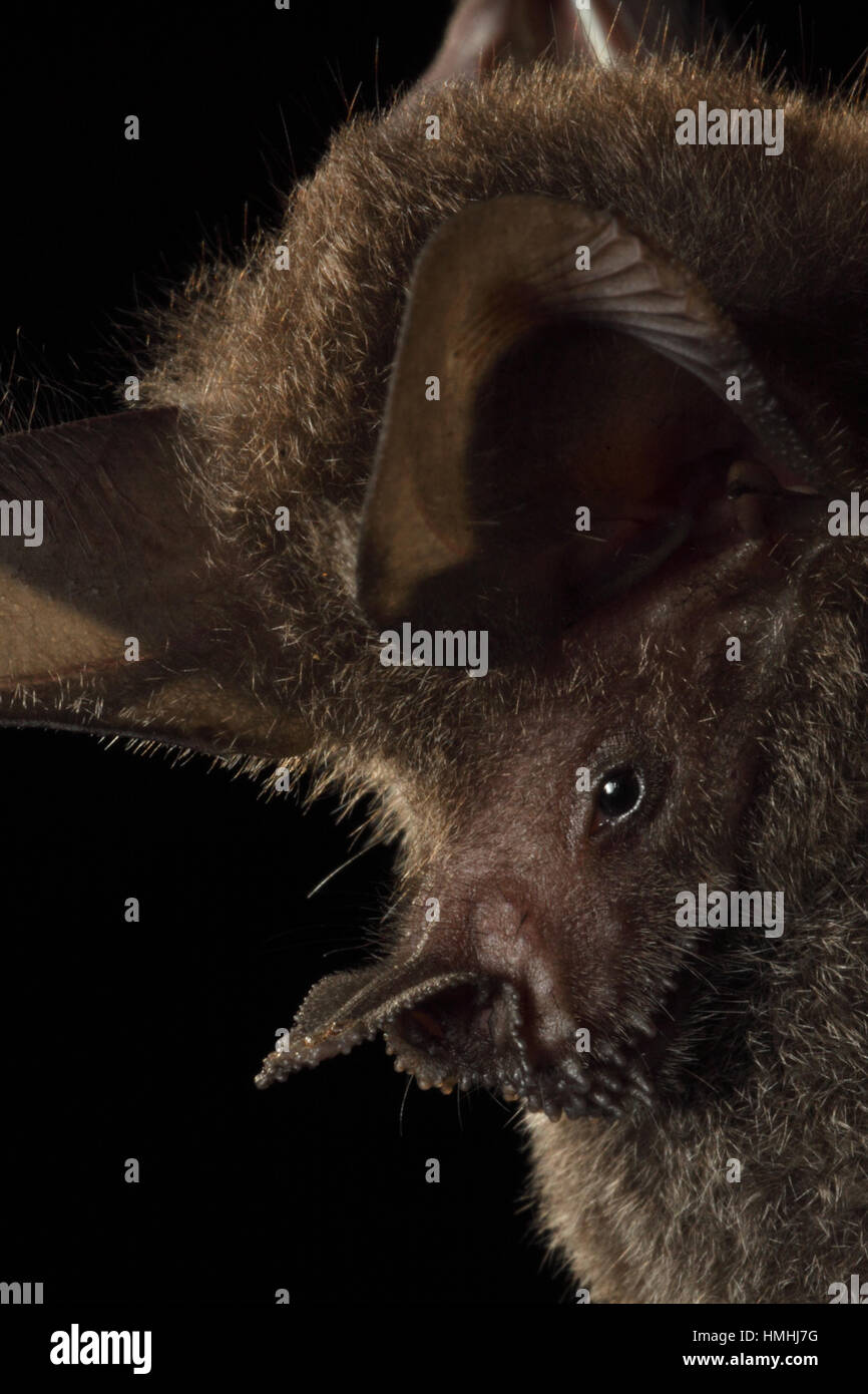 Frog-eating Bat (Trachops cirrhosus), la Selva La Stazione Biologica, Costa Rica. Foto Stock