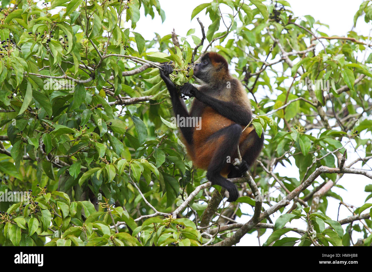 America centrale Spider Monkey (Ateles geoffroyi) mangiare la frutta, il Parco Nazionale di Tortuguero in Costa Rica. Foto Stock
