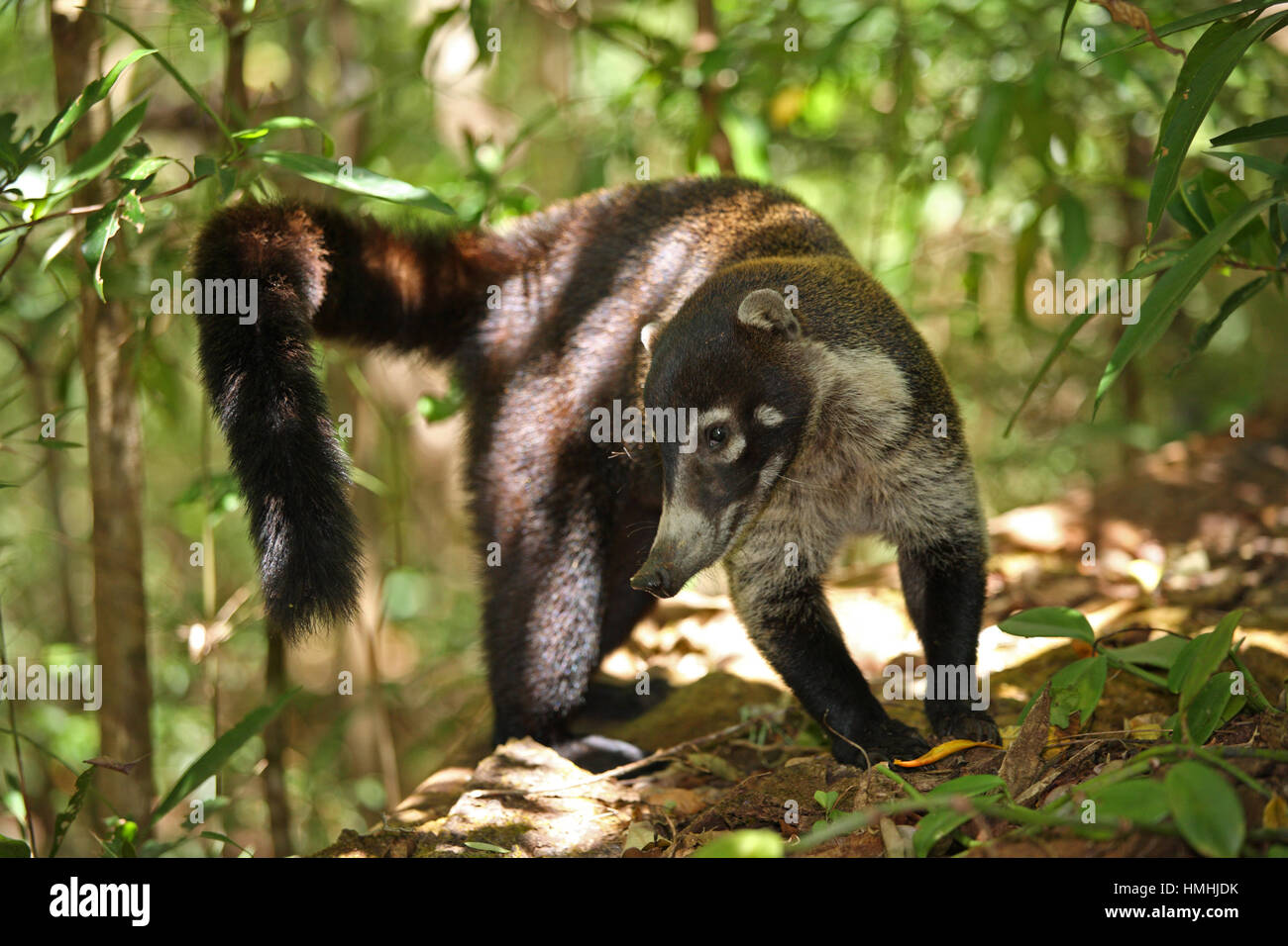 Bianco-coati dal naso (Nasua narica). Foresta pluviale in Rincon de la Vieja National Park, Costa Rica. Foto Stock