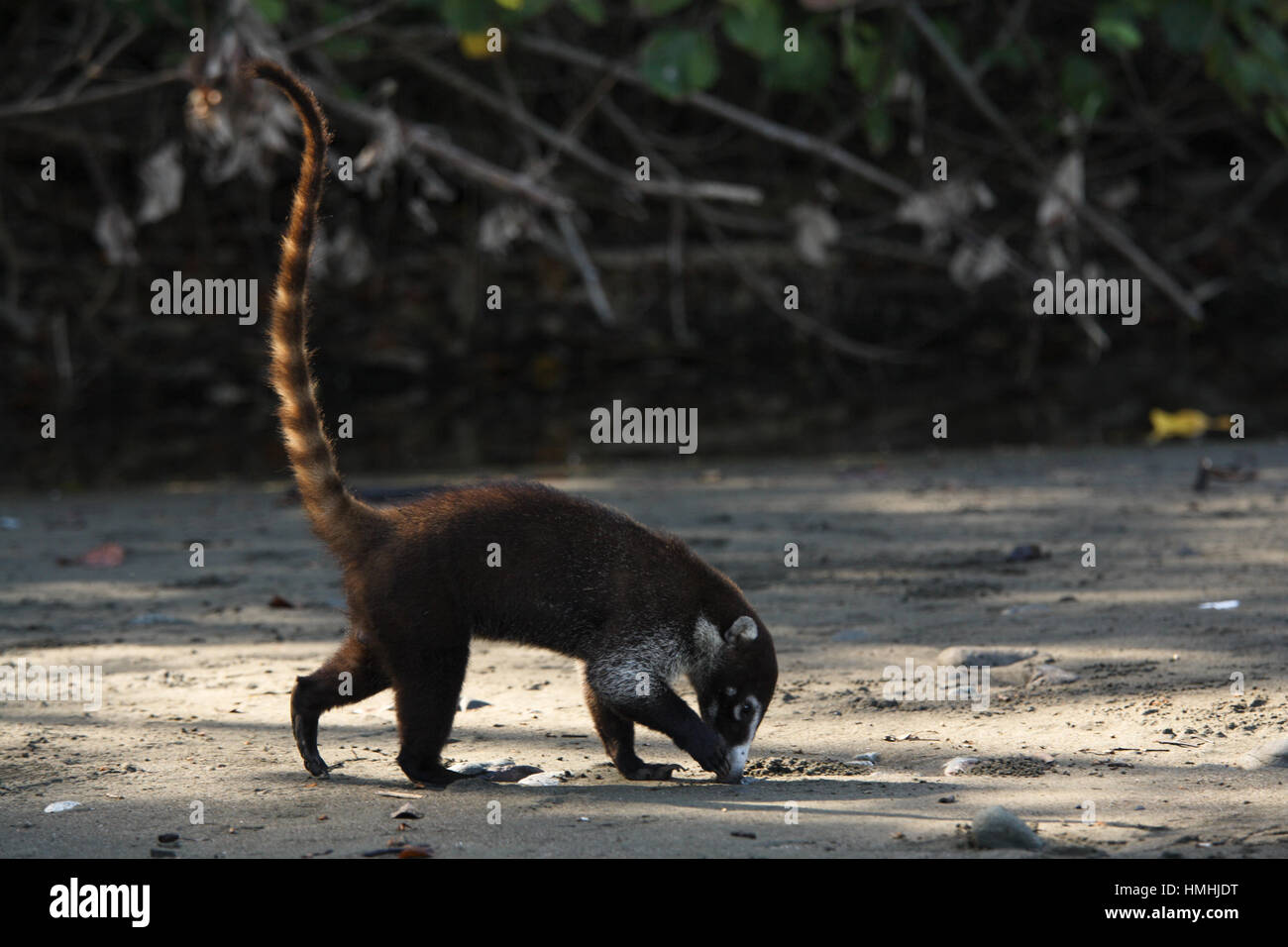 Bianco-coati dal naso (Nasua narica) alla ricerca di granchi accanto al fiume Sirena. Parco Nazionale di Corcovado, Osa Peninsula, Costa Rica. Foto Stock