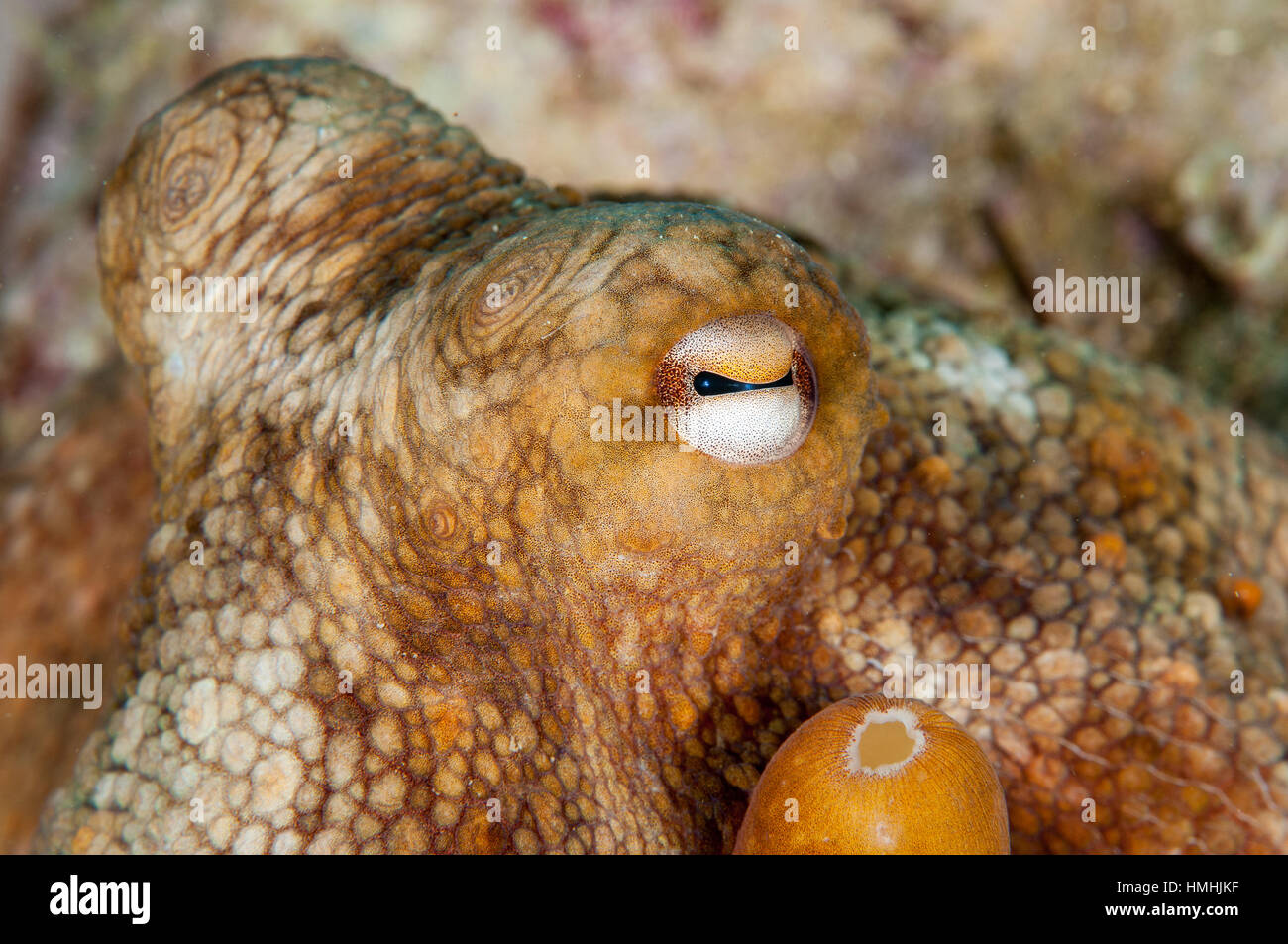 Polpo (Octopus vulgaris), l'Escala, in Costa Brava Girona, in Catalogna, Spagna Foto Stock
