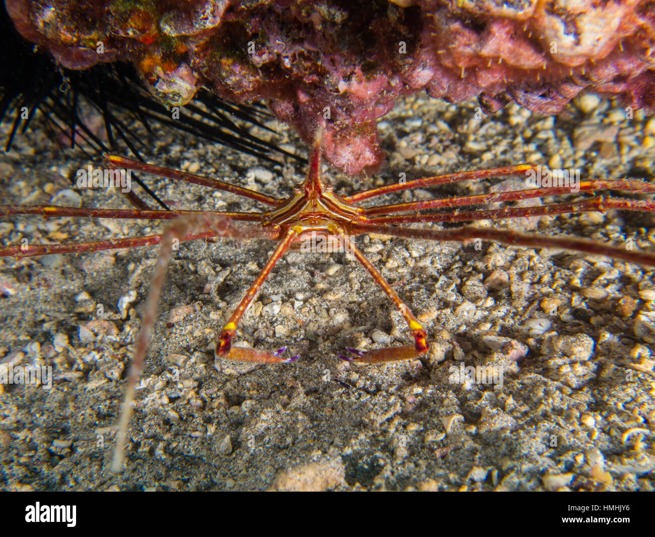 Atlantico orientale Freccia (Granchio Stenorhynchus lanceolatus), La Graciosa, Lanzarote, Isole Canarie Foto Stock