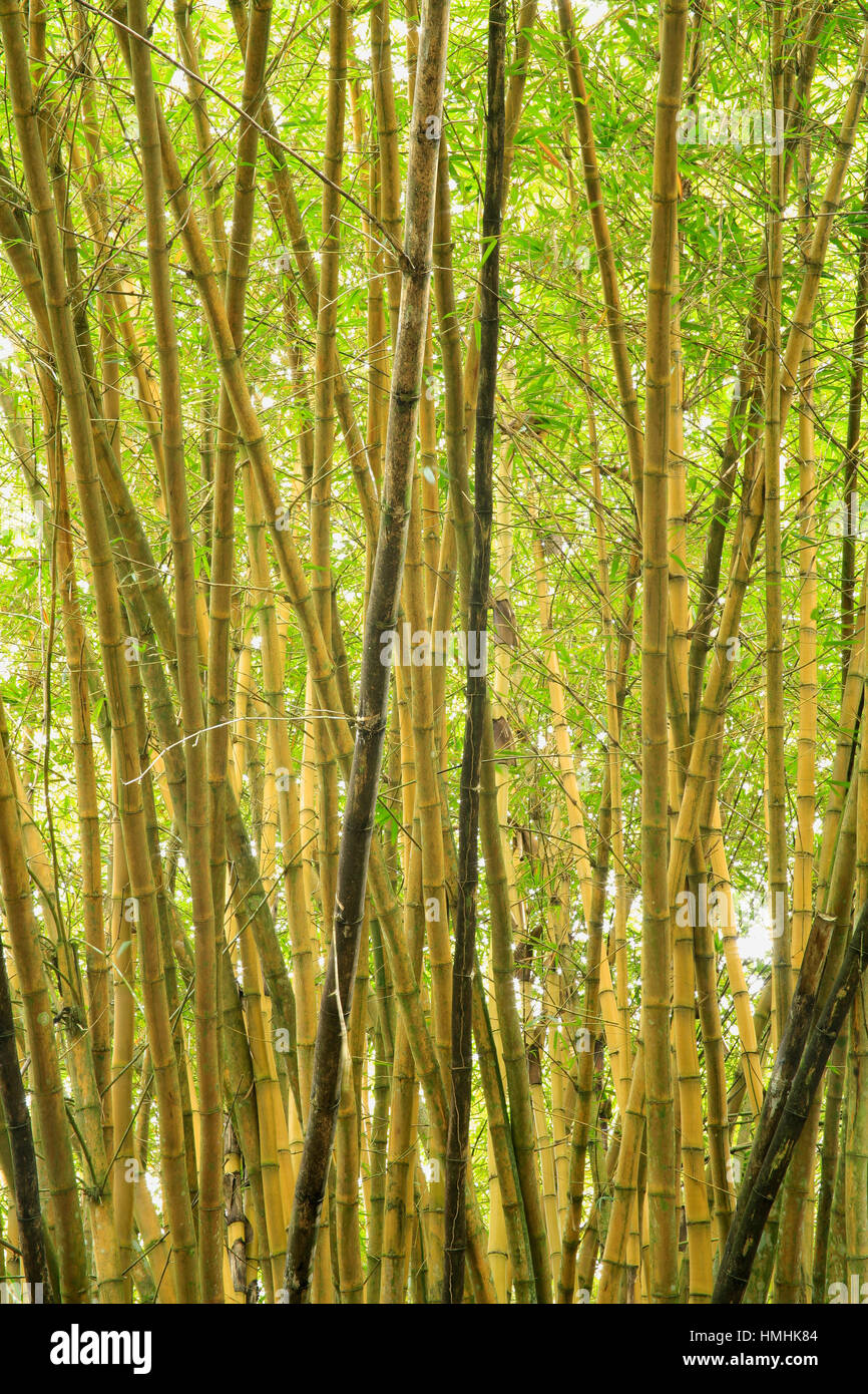 Bambù comune (Bambusa vulgaris). La foresta pluviale di pianura nel Parco Nazionale di Manuel Antonio, Costa Rica Foto Stock
