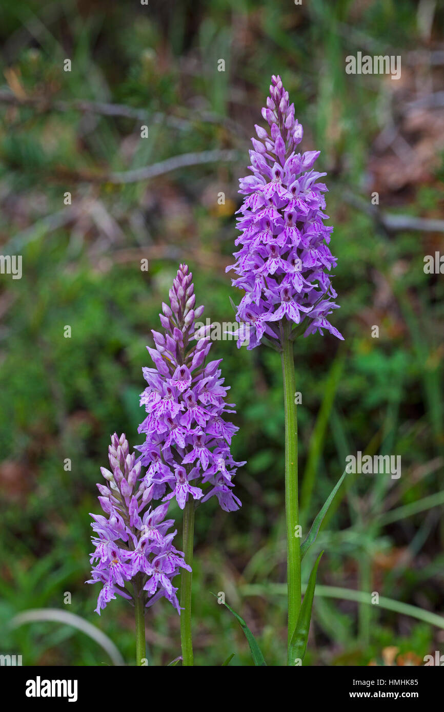 Common spotted orchidea Dactylorhiza fuchsii nel bosco misto ceduo Chappetts Hampshire e dell' Isola di Wight Wildlife Trust Reserve vicino al West Meon Hampshi Foto Stock