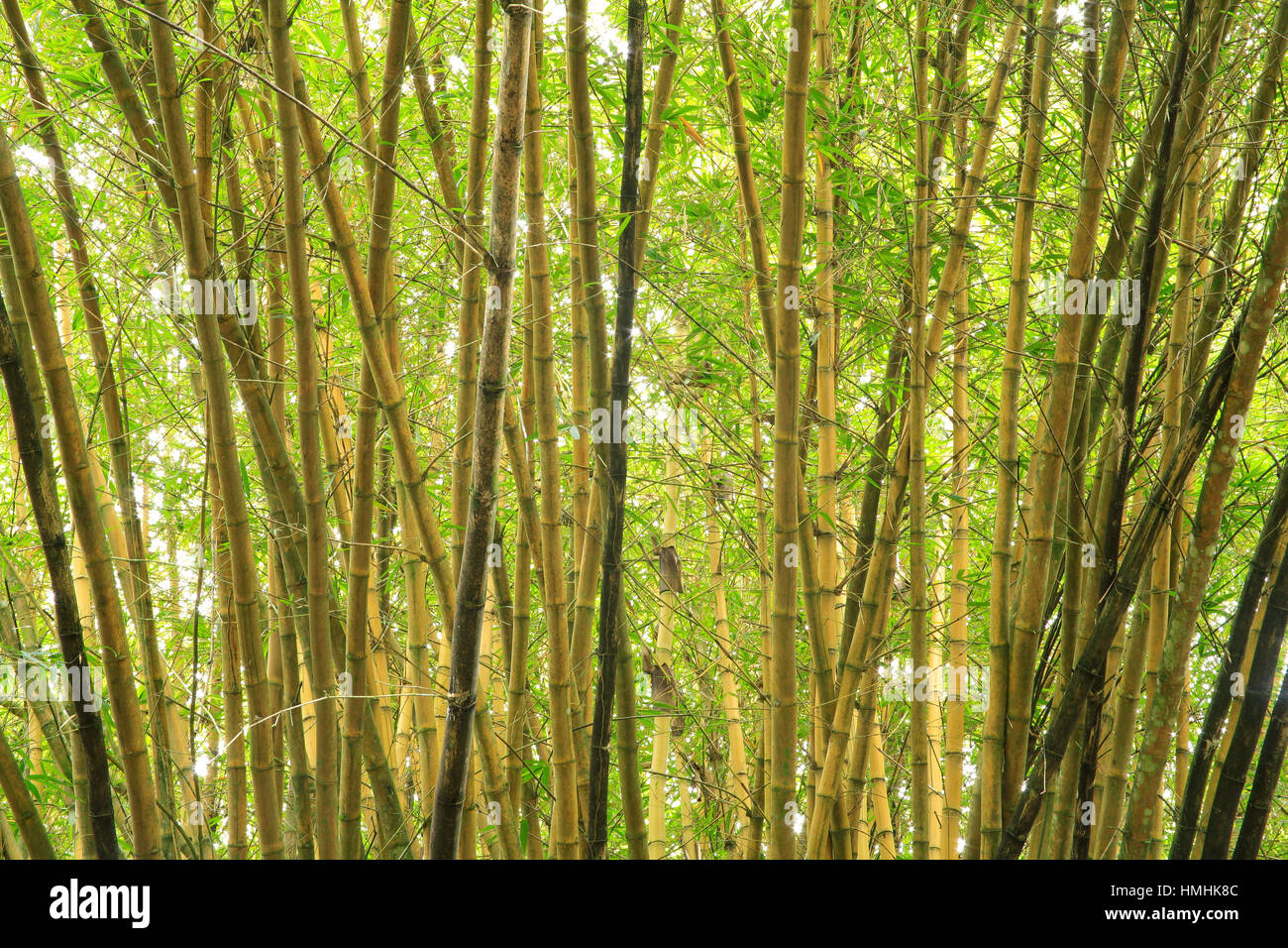 Bambù comune (Bambusa vulgaris). La foresta pluviale di pianura nel Parco Nazionale di Manuel Antonio, Costa Rica Foto Stock