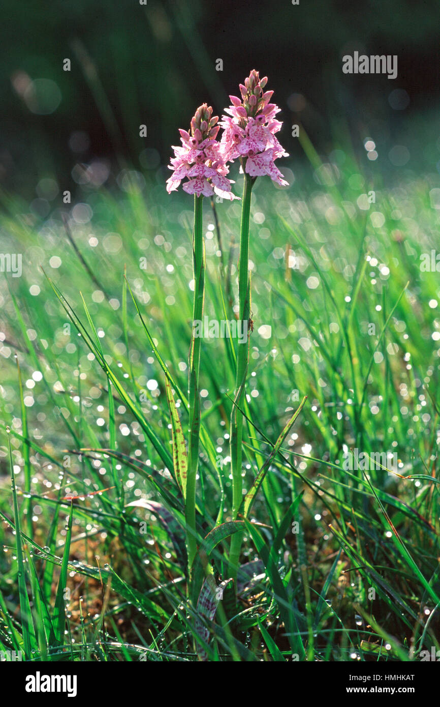 Orchidea macchiata Dactylorhiza maculate vicino Rhayader Powys Galles Foto Stock