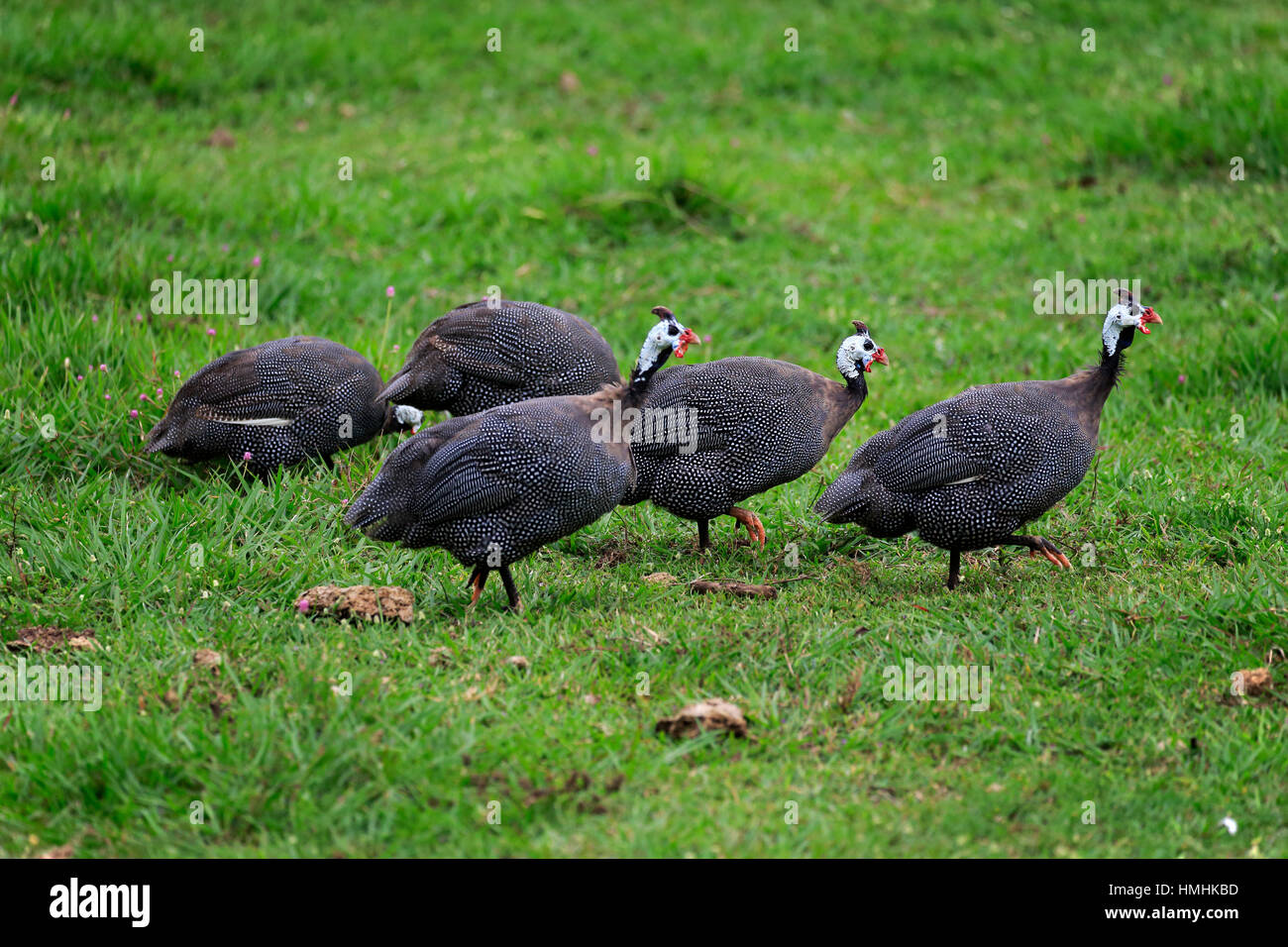 Helmeted le faraone, (Numida meleagris), gruppo di adulti alla ricerca di cibo, Pantanal, Mato Grosso, Brasile, Sud America Foto Stock