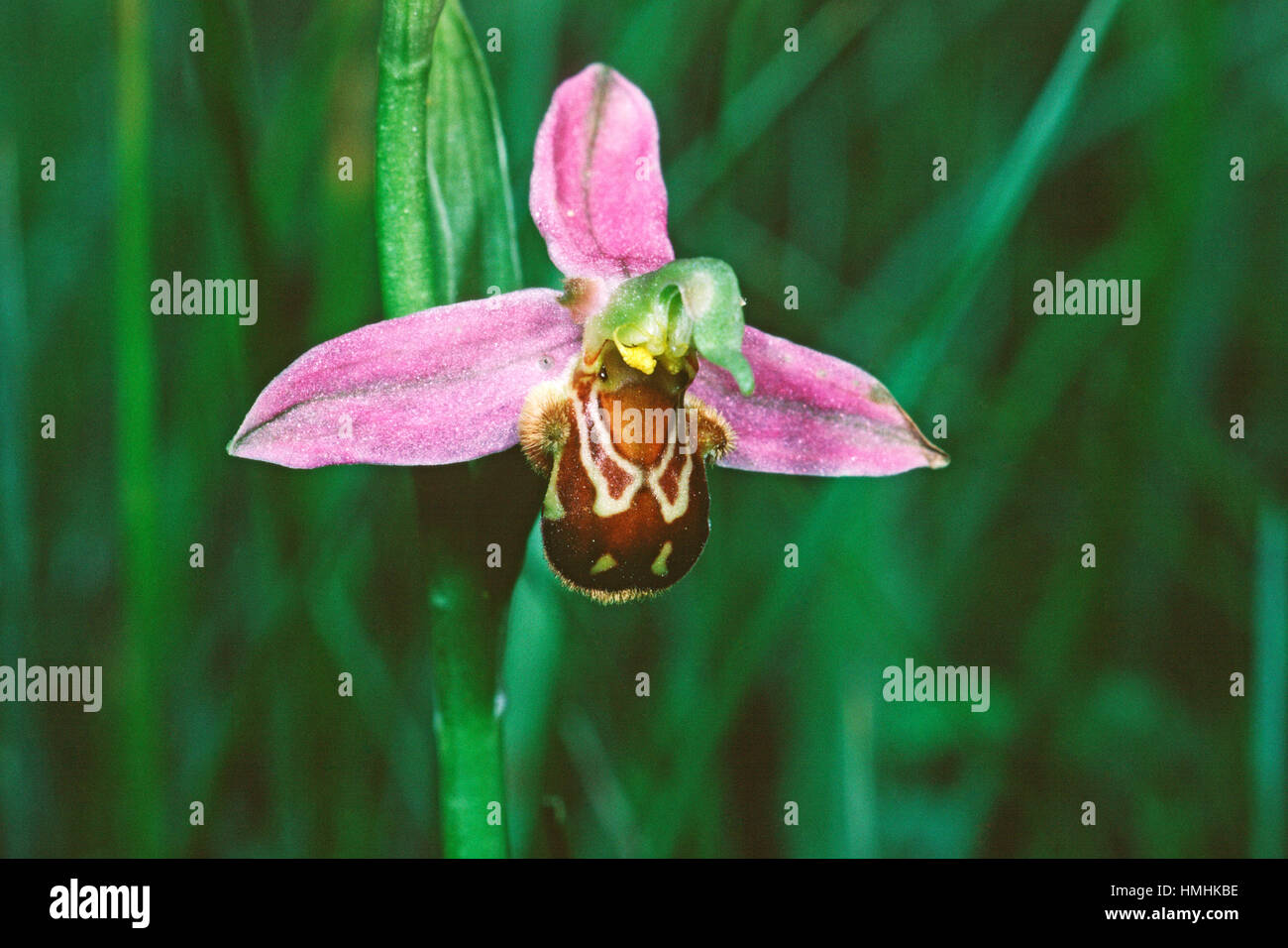 Bee orchid Ophrys apifera New Forest Hampshire Inghilterra Foto Stock