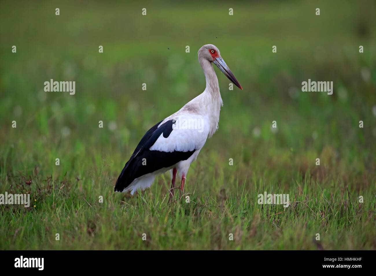 Maguari Stork, (Ciconia maguari), Adulto sul prato alla ricerca di cibo, Pantanal, Mato Grosso, Brasile, Sud America Foto Stock