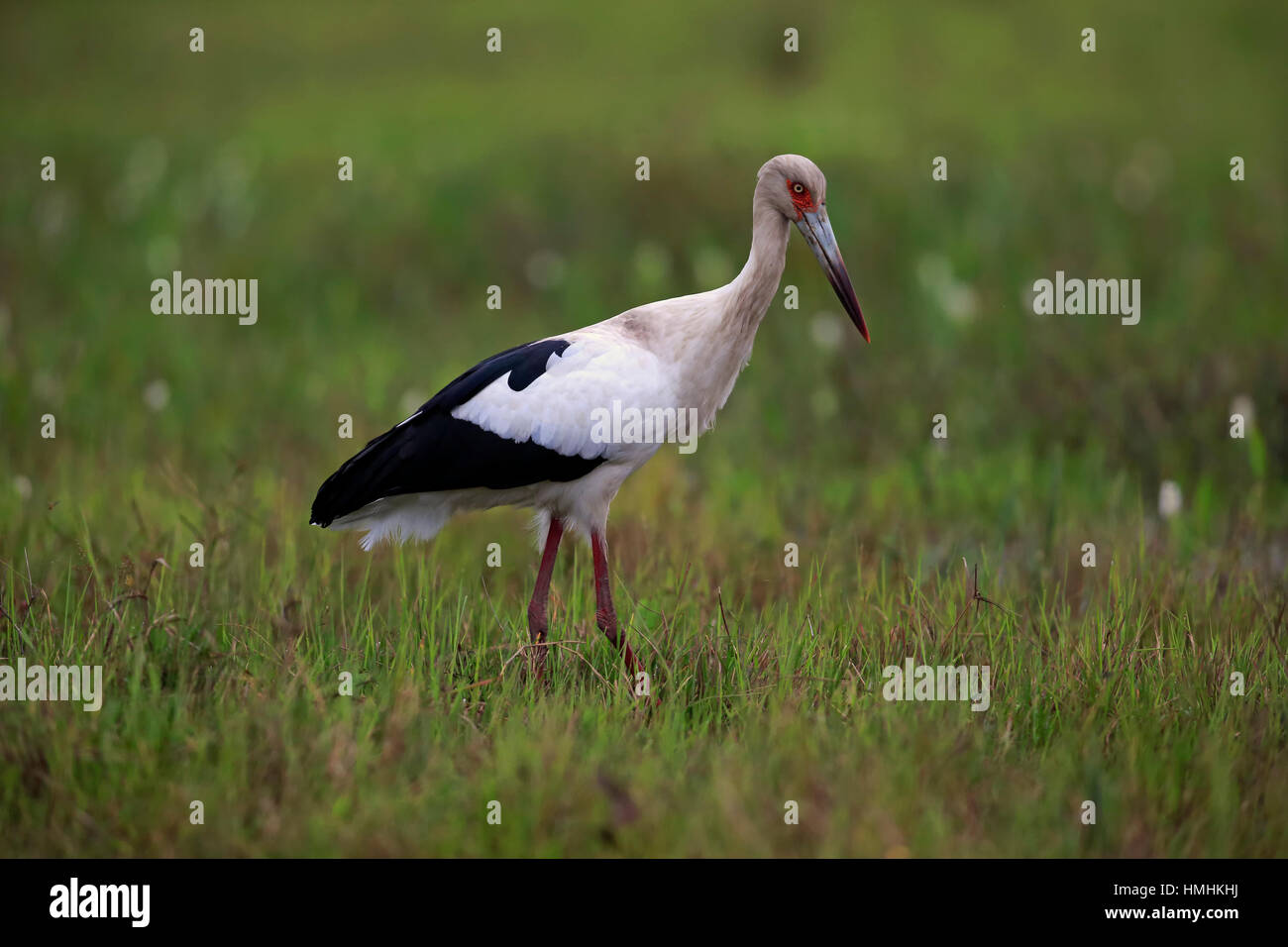 Maguari Stork, (Ciconia maguari), Adulto sul prato alla ricerca di cibo, Pantanal, Mato Grosso, Brasile, Sud America Foto Stock