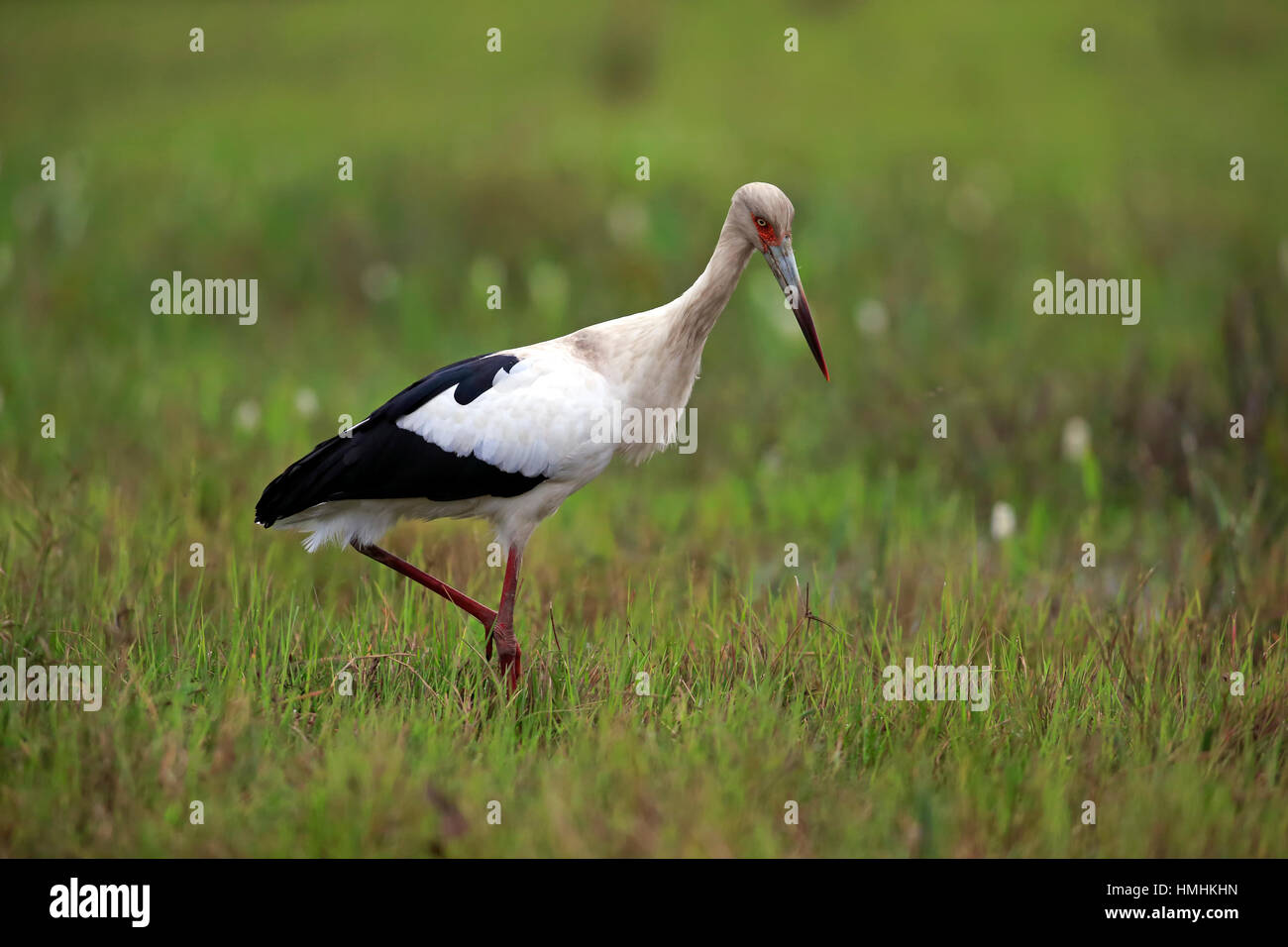 Maguari Stork, (Ciconia maguari), Adulto sul prato alla ricerca di cibo, Pantanal, Mato Grosso, Brasile, Sud America Foto Stock