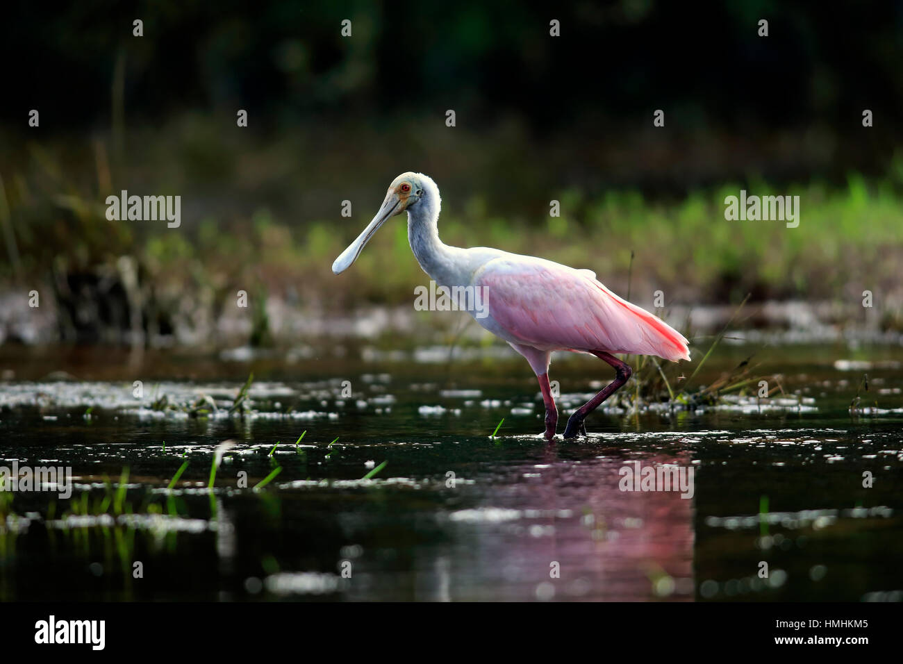 Roseate Spoonbill, (Ajaia ajaja), adulto in acqua alla ricerca di cibo, Pantanal, Mato Grosso, Brasile, Sud America Foto Stock