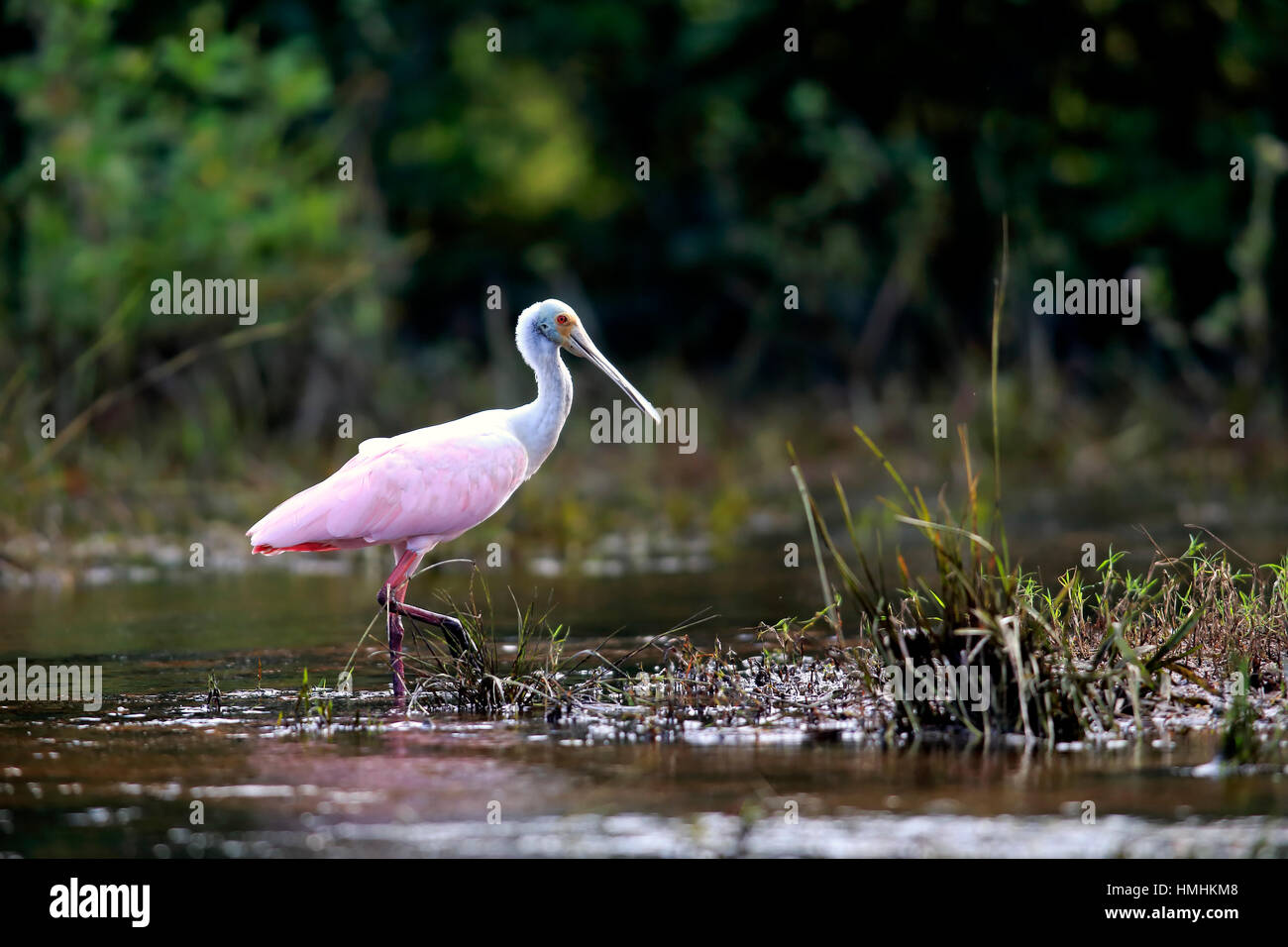 Roseate Spoonbill, (Ajaia ajaja), adulto in acqua alla ricerca di cibo, Pantanal, Mato Grosso, Brasile, Sud America Foto Stock