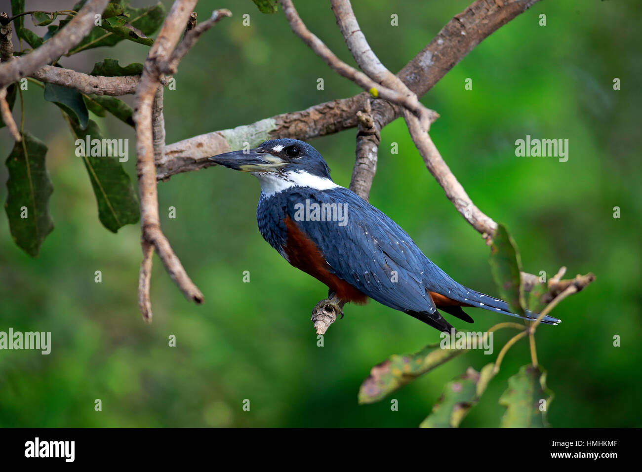 Di inanellare Kingfisher, (Ceryle torquata), Adulto sul ramo, Pantanal, Mato Grosso, Brasile, Sud America Foto Stock