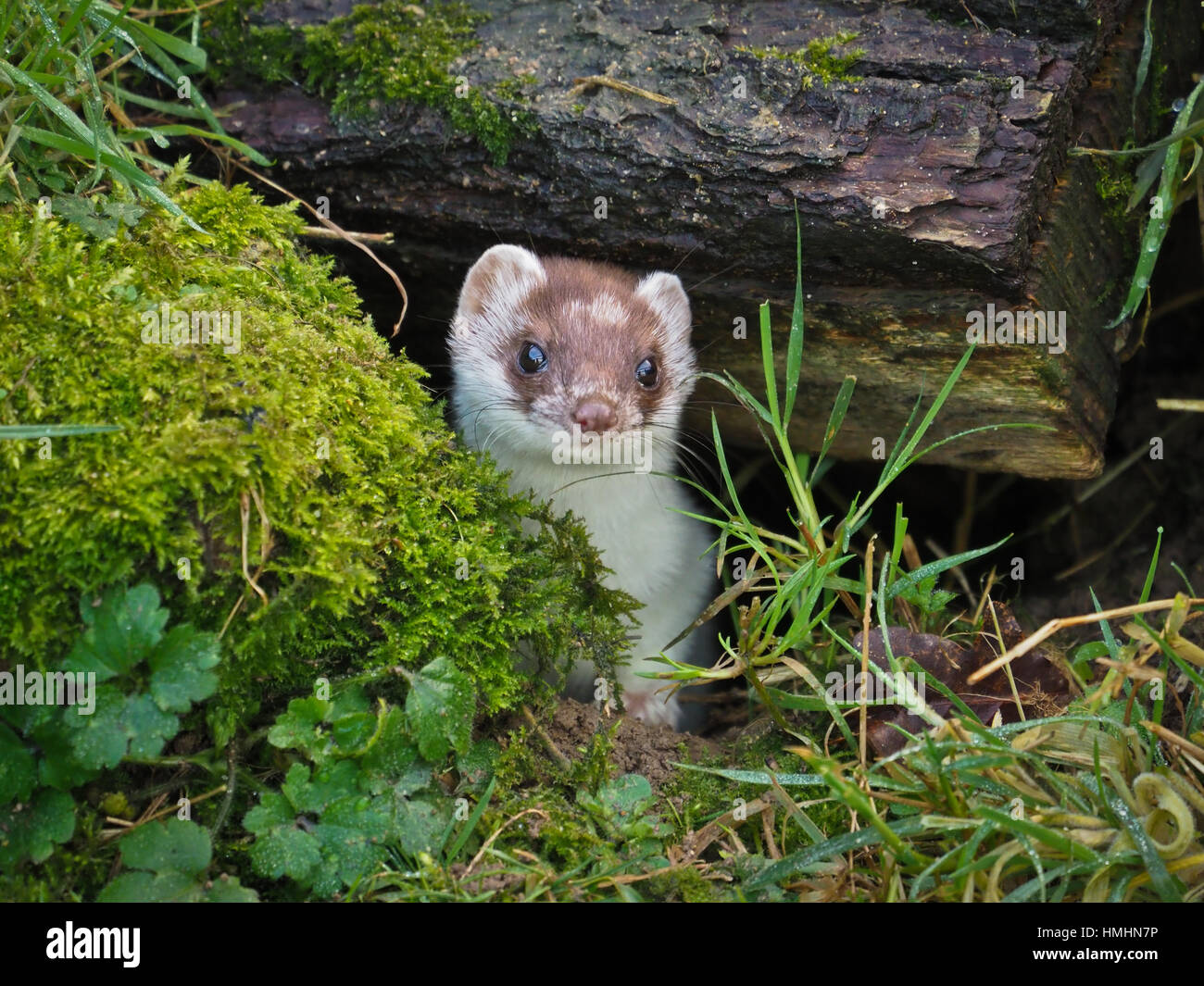 Ermellino (Mustela erminea Foto Stock